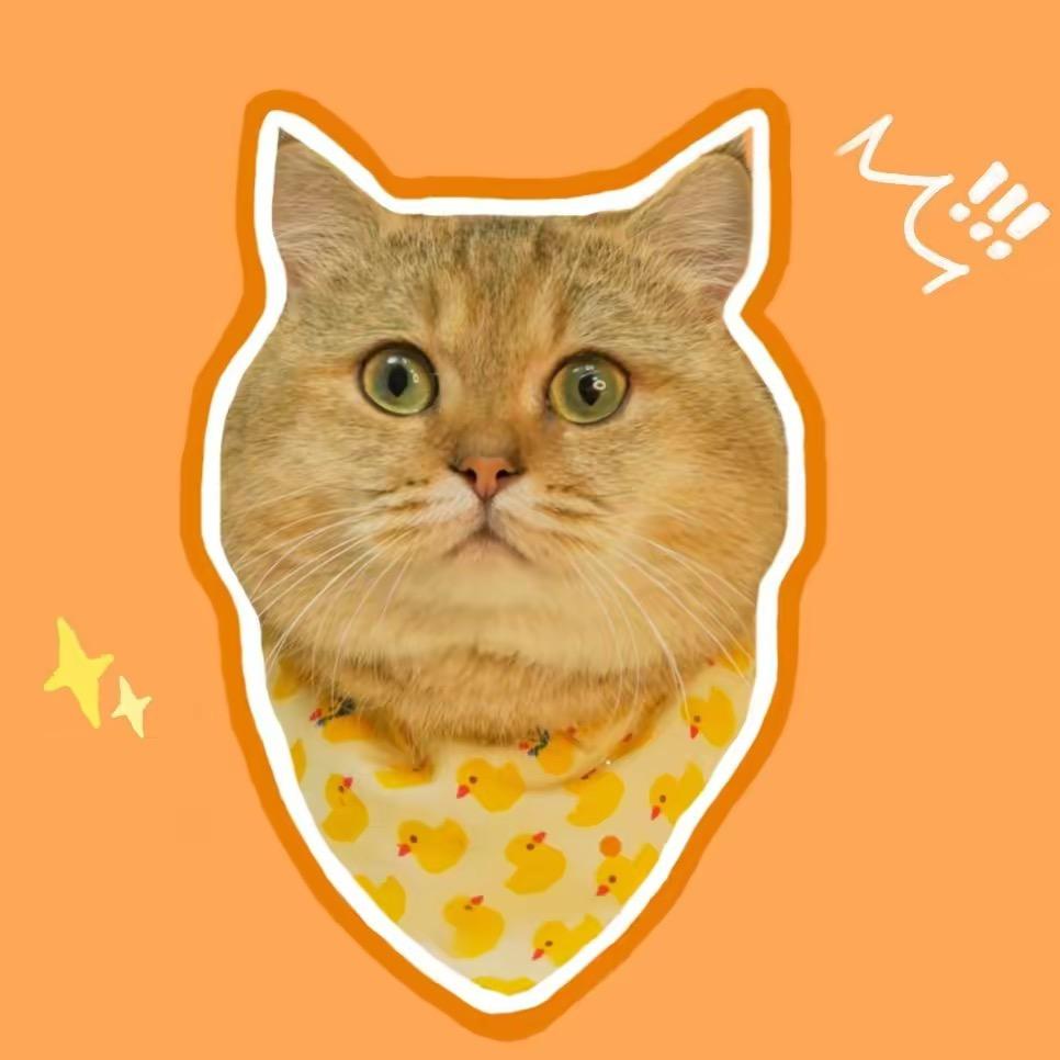宠大头猫猫铺(晚班)