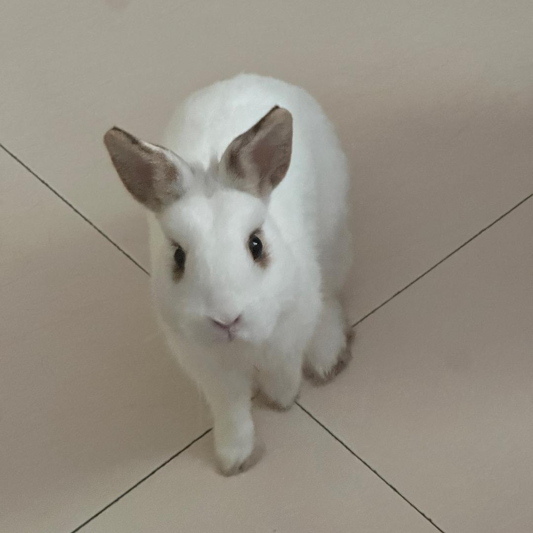 东南亚举重的三文鱼