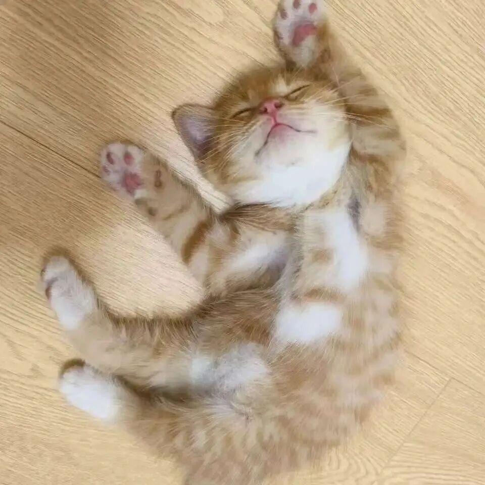 会飞的拖鞋