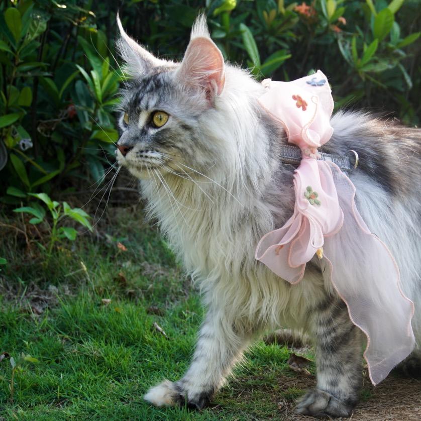 绒绒的缅因猫