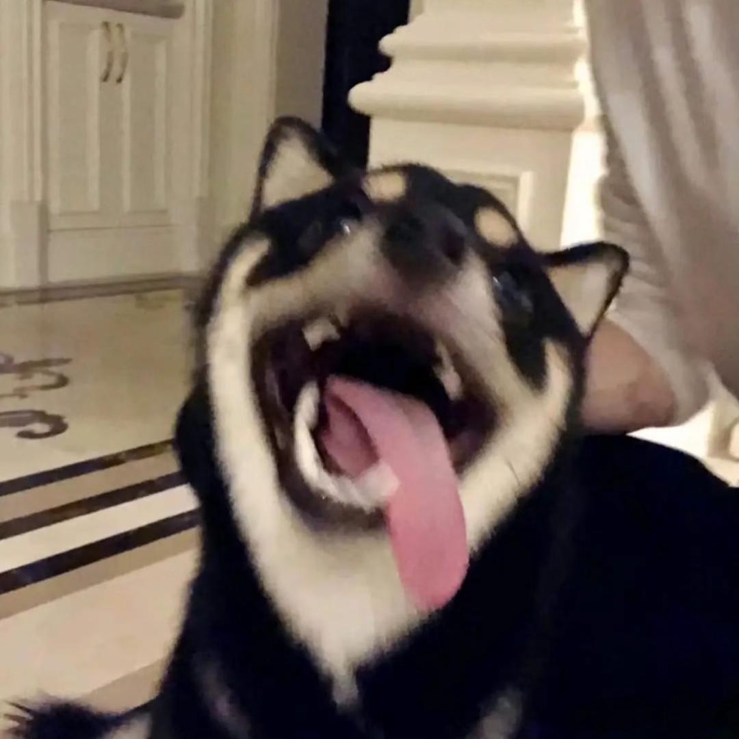 一条小鱼