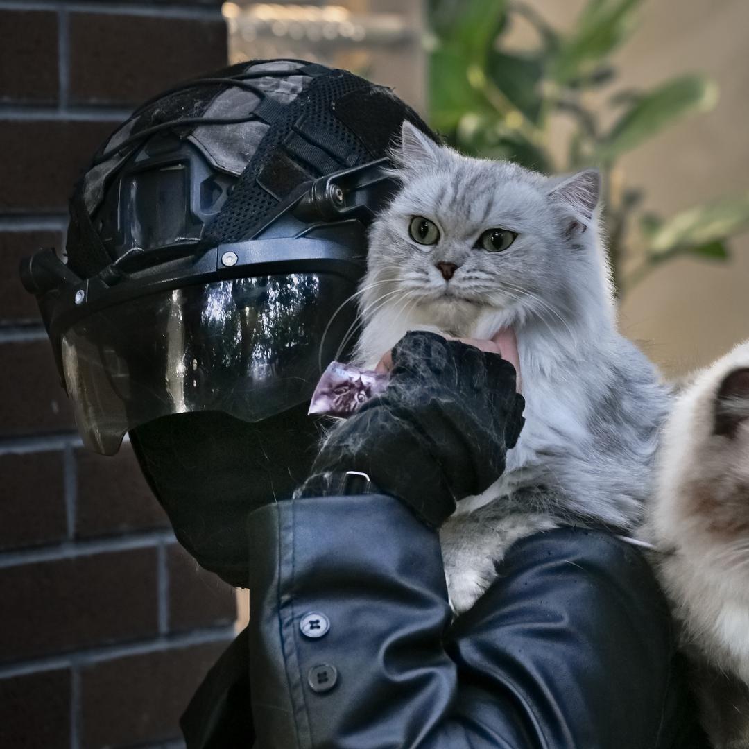 和猫去地球