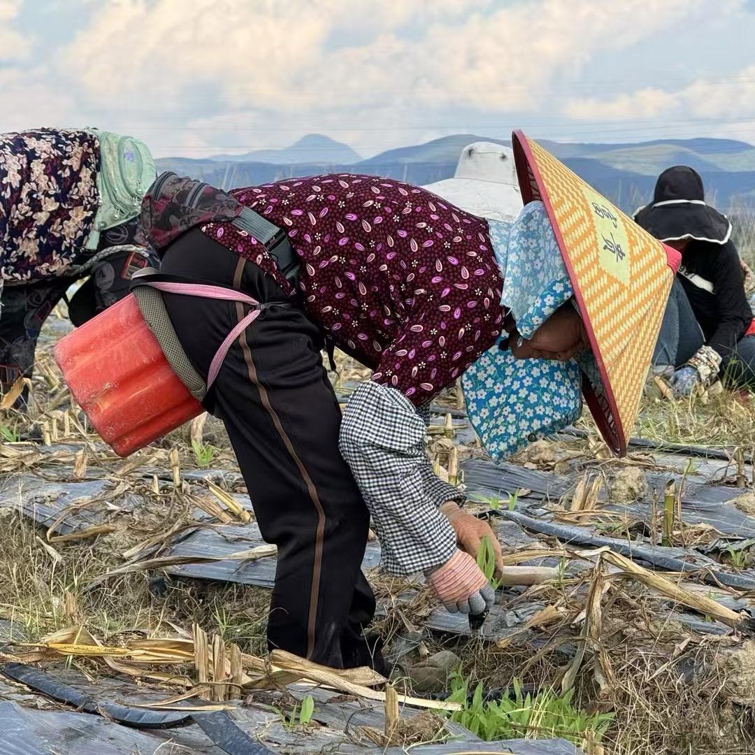 傣小乐🌽