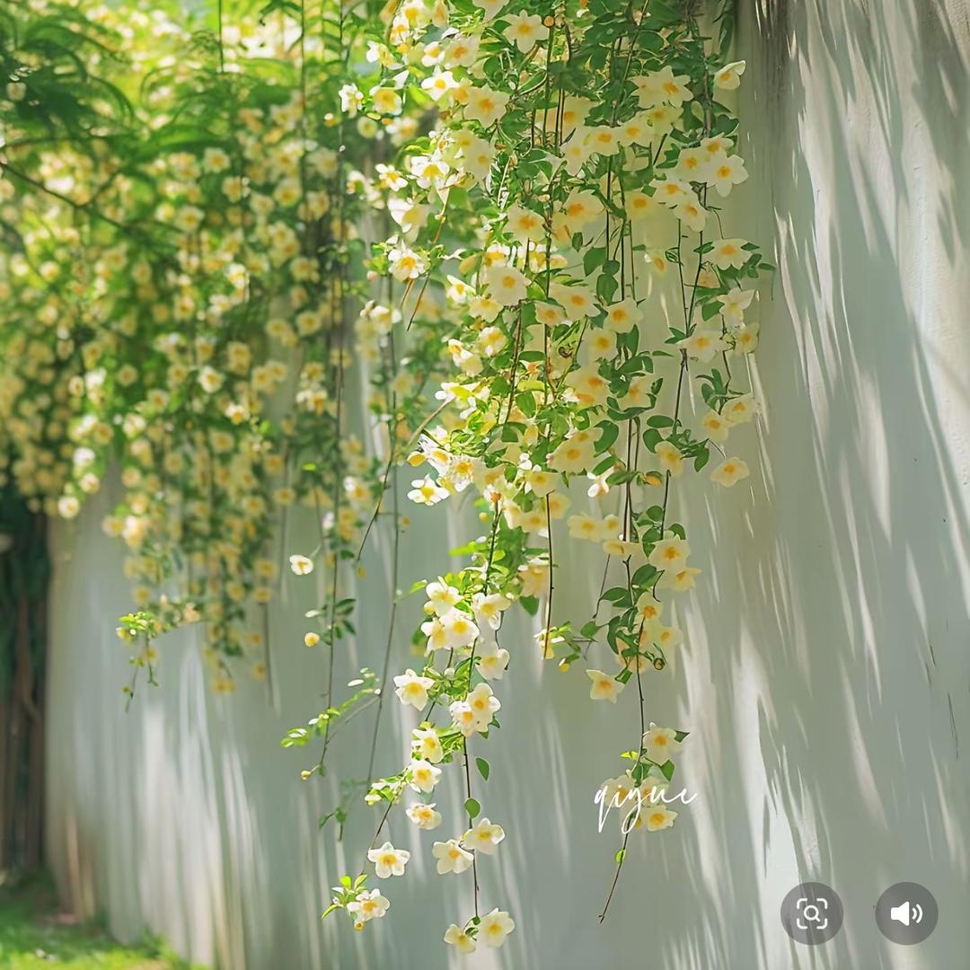 美美花舍绿植