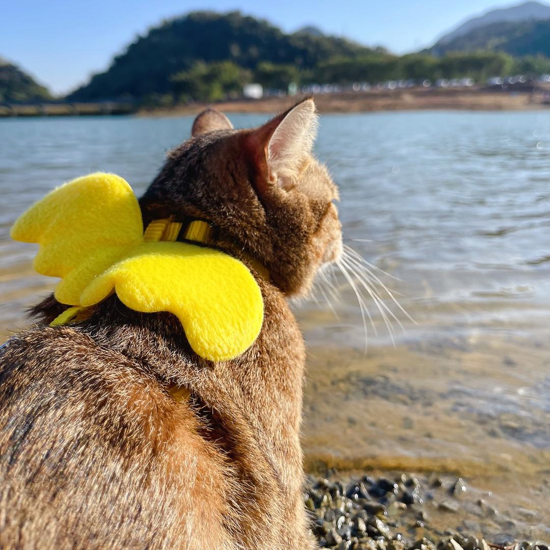 党参是只小猫咪@抖音