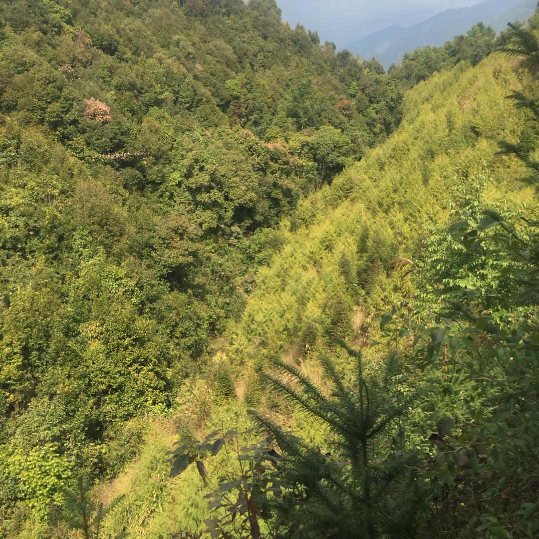星火燎原