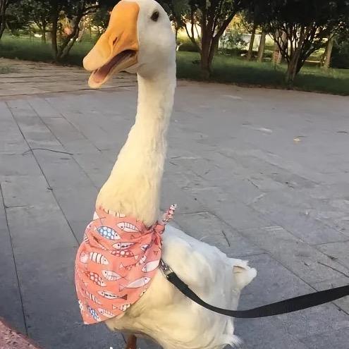 没煮熟的大鹅