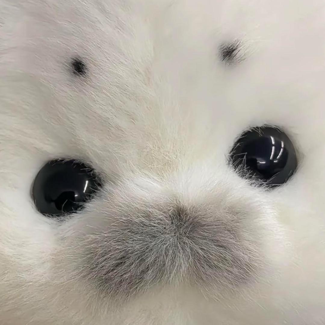 睡觉的王