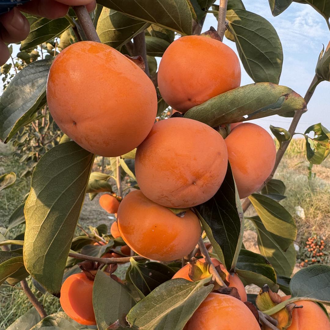 雅点万昶专卖店