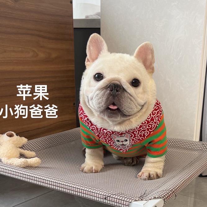 大凯家的法斗@抖音