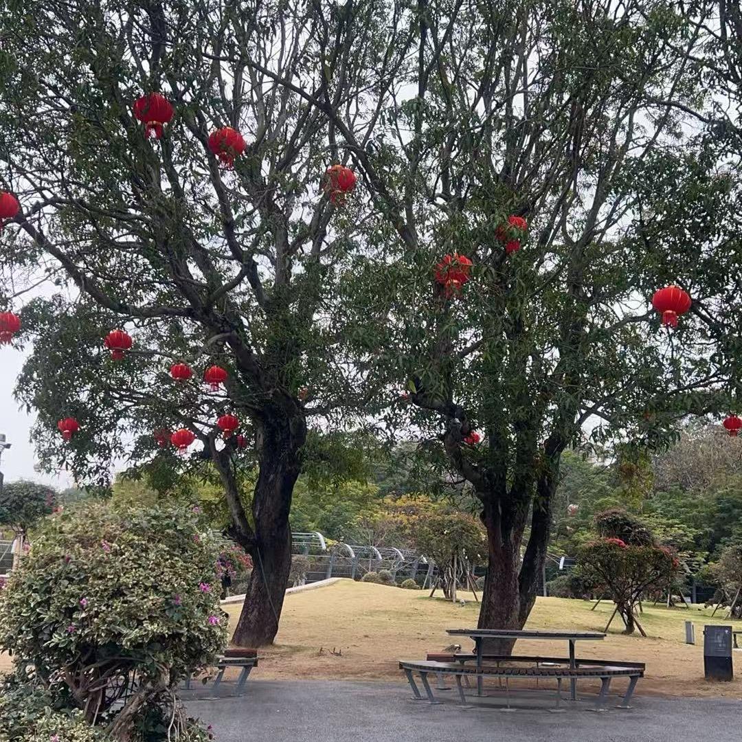 芙蓉王