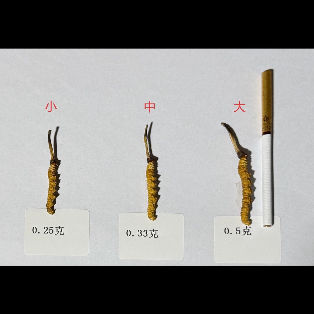 西藏野生冬虫夏草