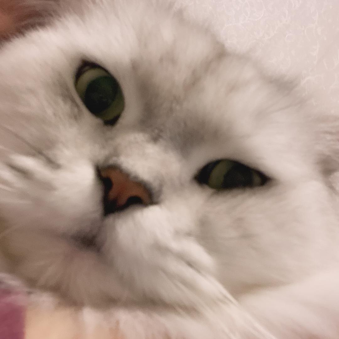 胖胖13斤
