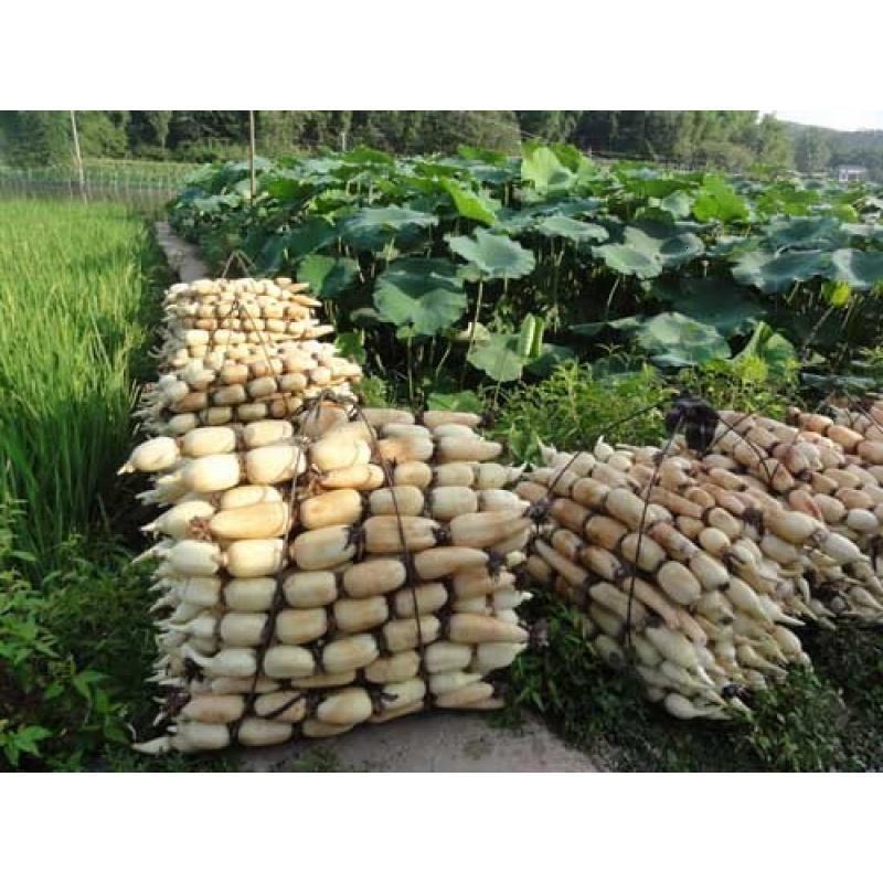 淮安淮阴区三树 华山 藕塘垂钓