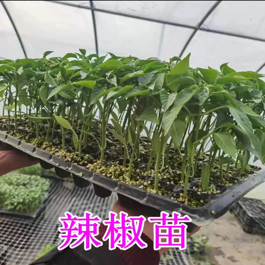蔬园种苗