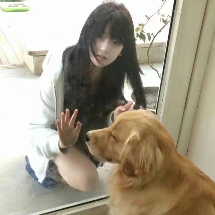 淋雨小狗