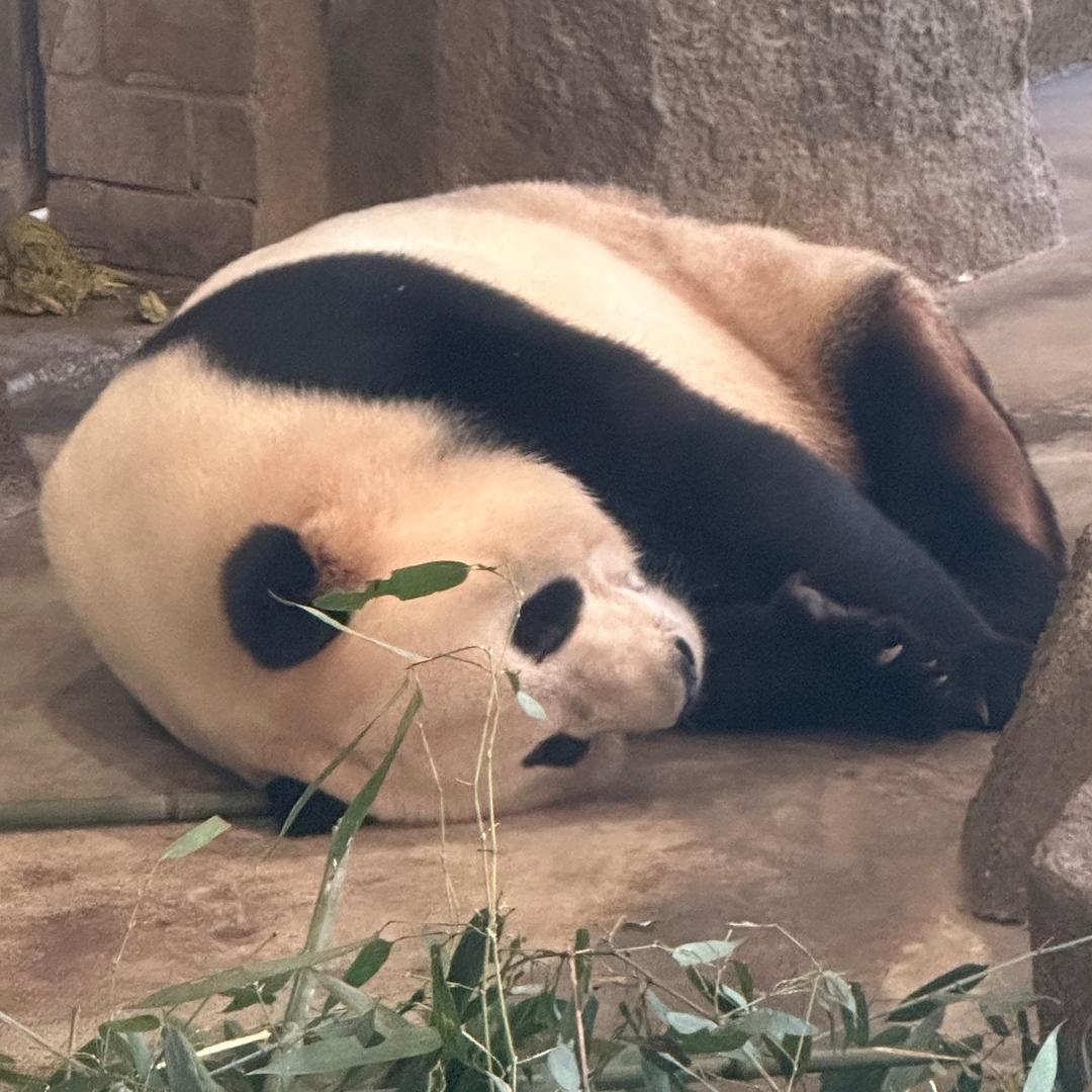 坦白从快 抗拒从圆