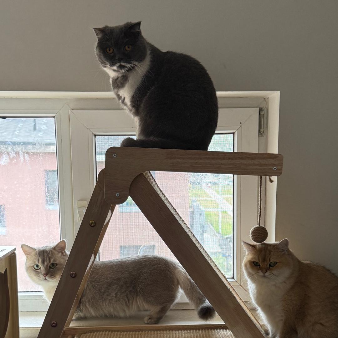 端午、牛牛和汤圆