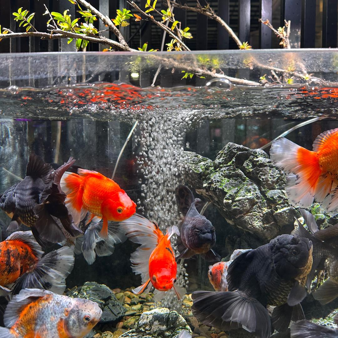 💋林林💋（拒绝连赞）