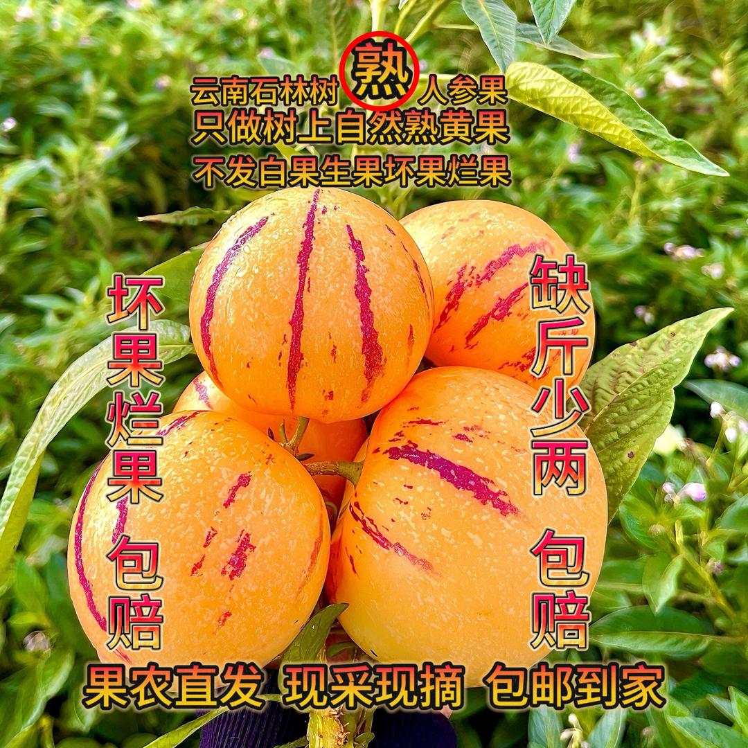 小老弟家果园（石林树熟人参果）