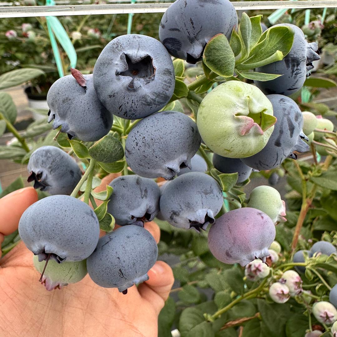 云南花香蓝莓一件代发