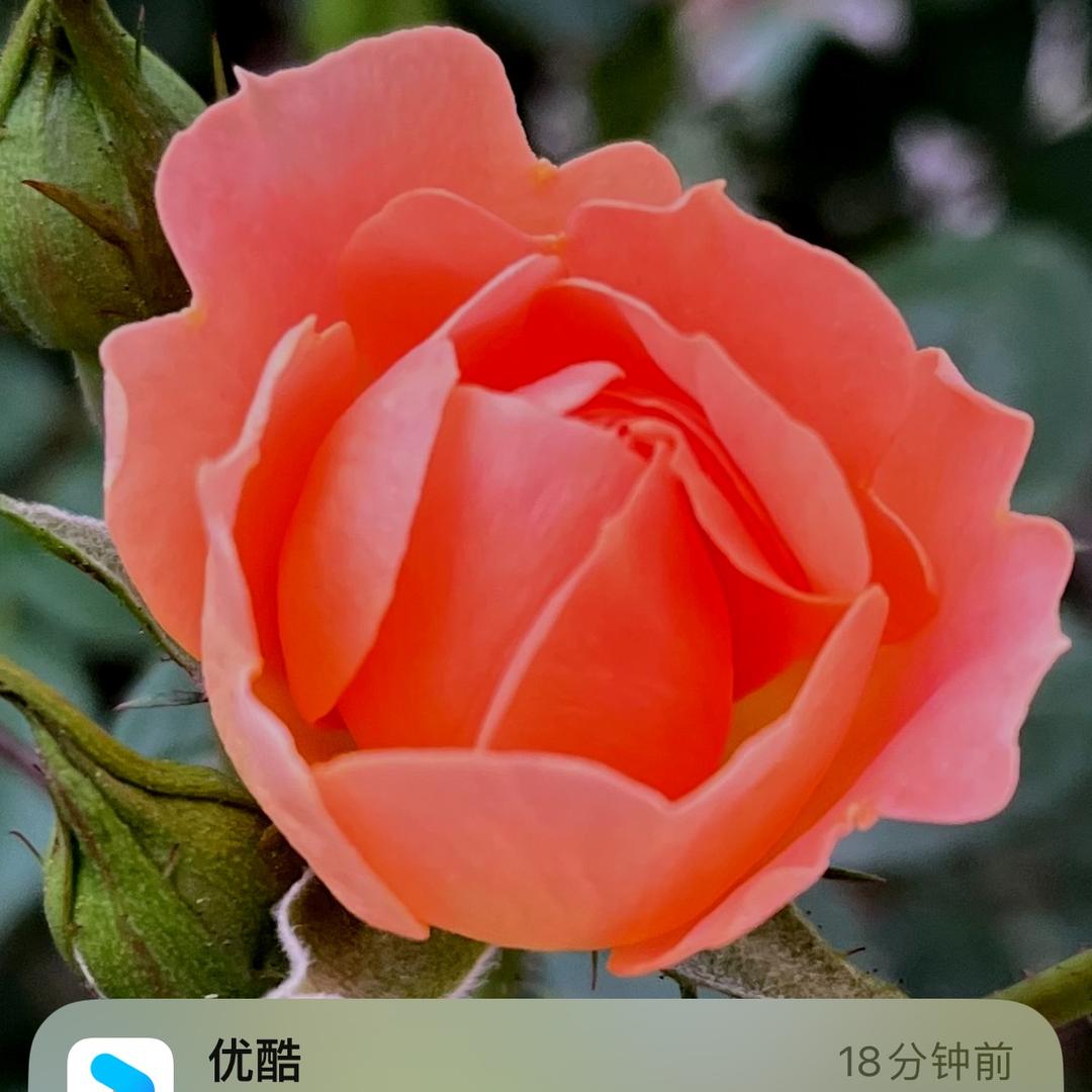 敏敏