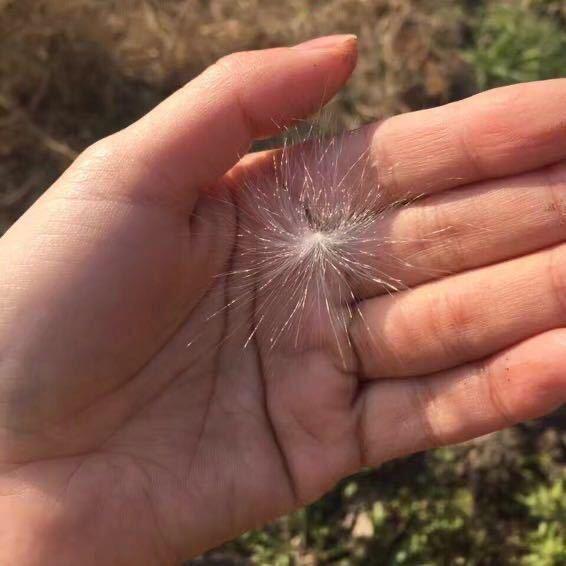 普