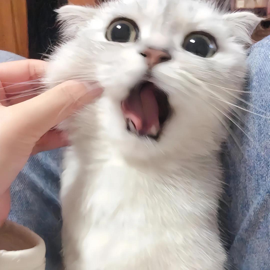 猪猪的猫猫剧场
