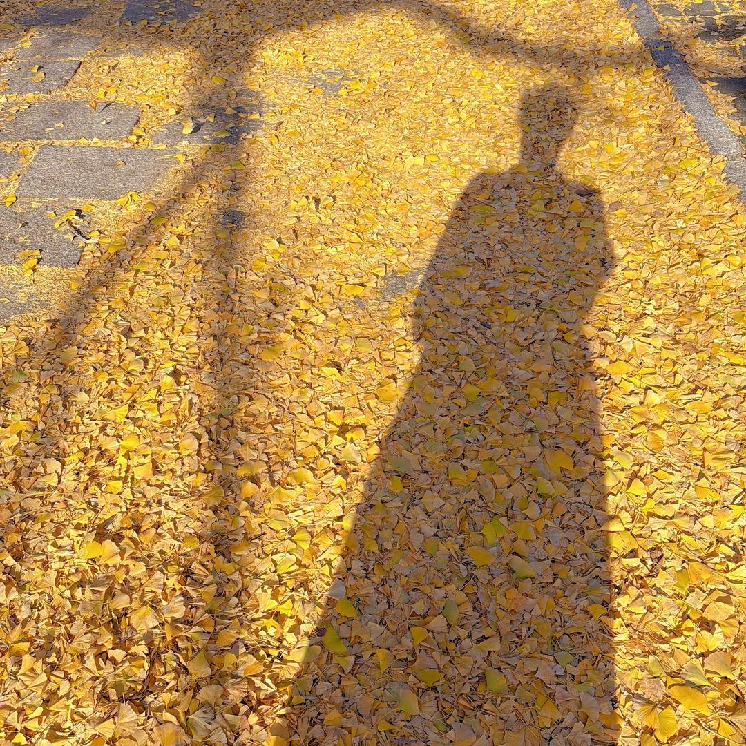 柒柒（进阶版）