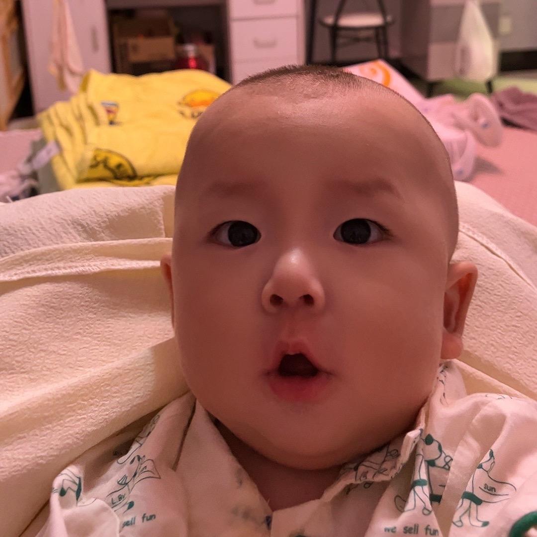 胖嘟嘟桉