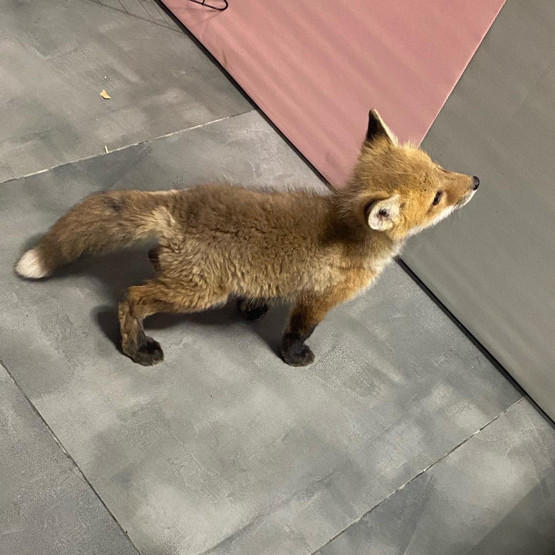 灵狐夭夭🦊