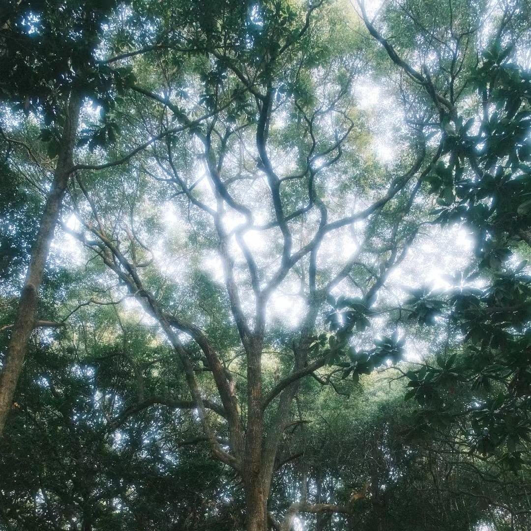 晓晓粥