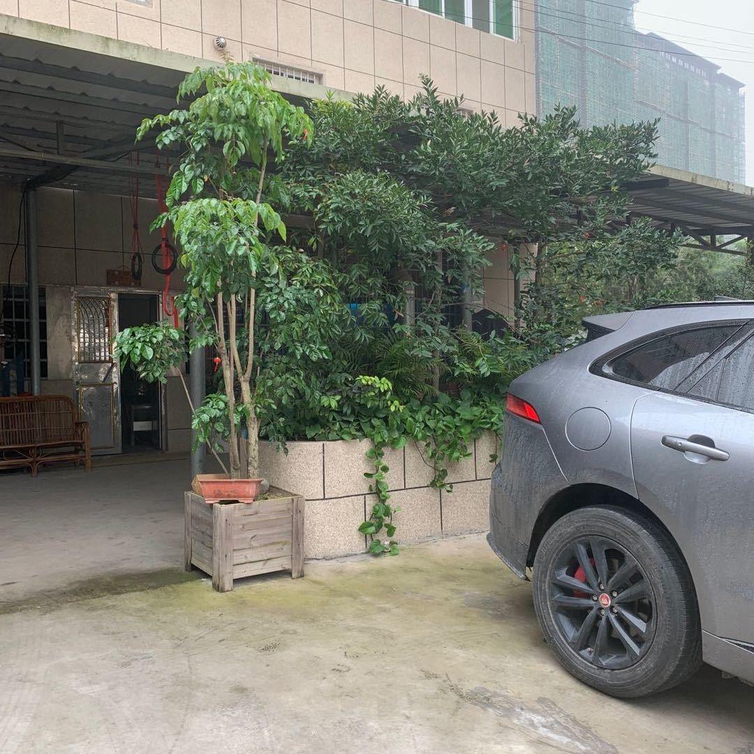 ming明