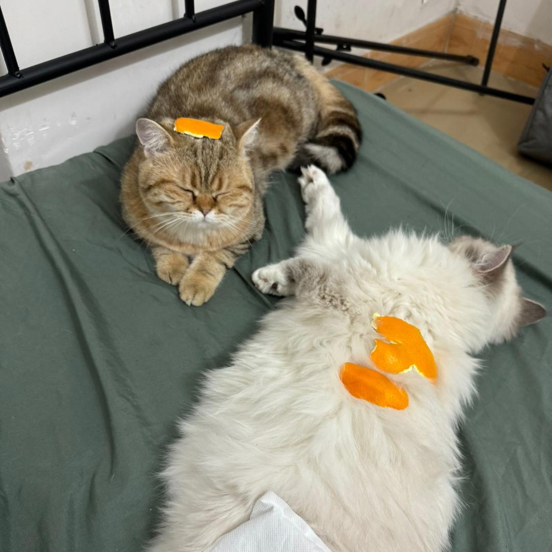 Timi&雪糕是我的小猫咪