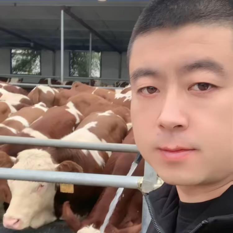 隆裕牧业-西门塔尔