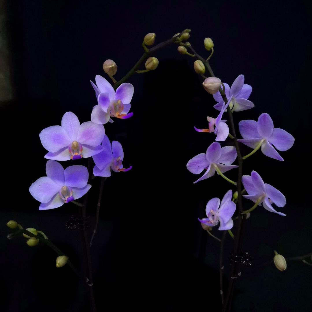 竹舍养花