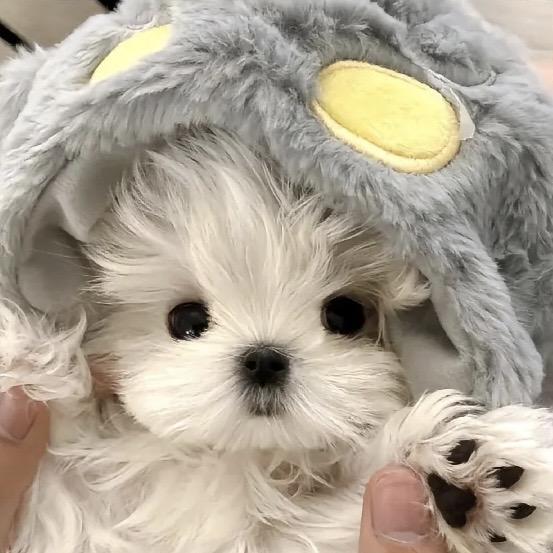 狗蛋家潮玩diy