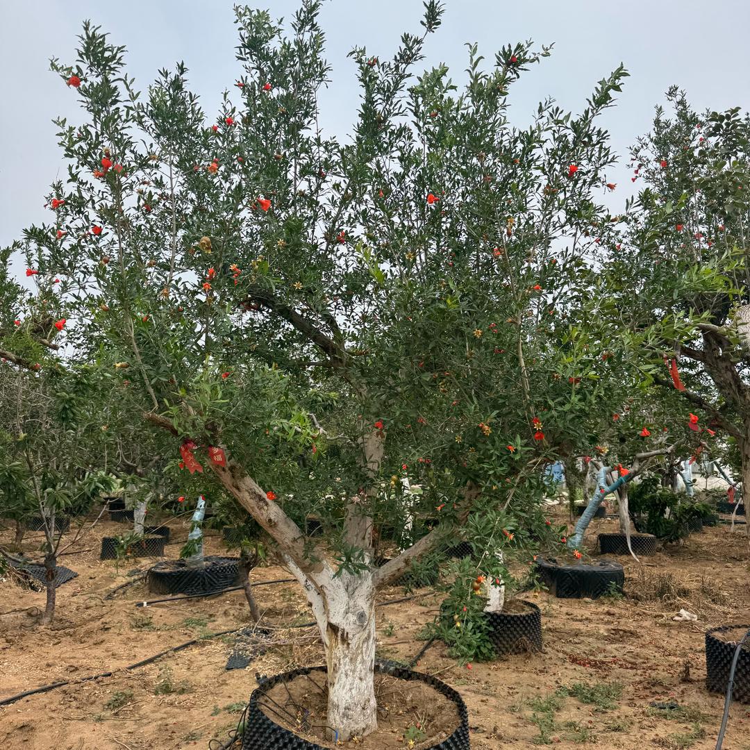 乐途园艺果树苗木专卖店