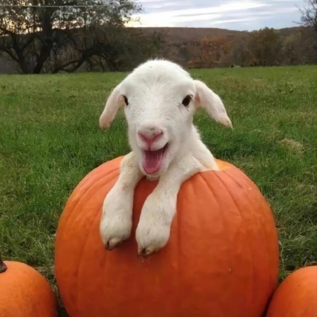 羊羊羊爱吃红烧肉