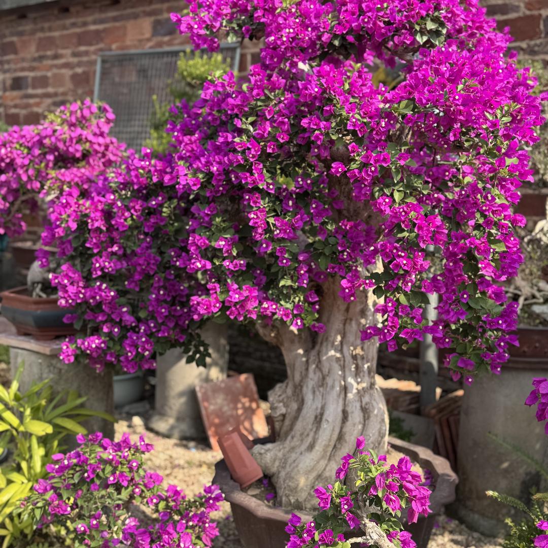 川川家有三角梅