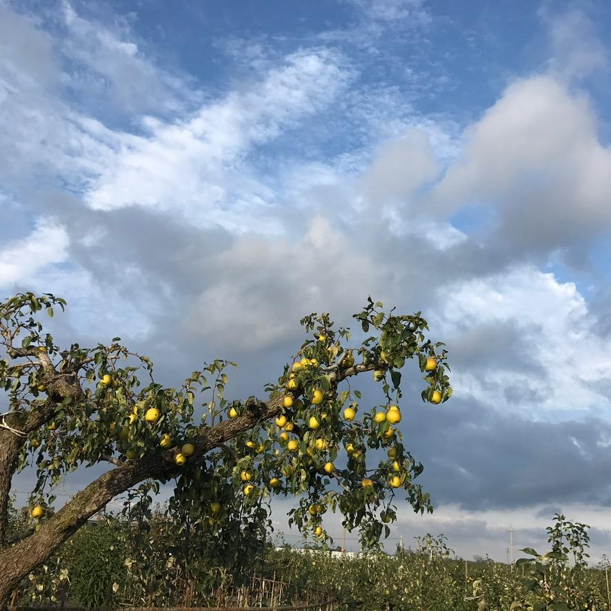 莱缘水果种植园