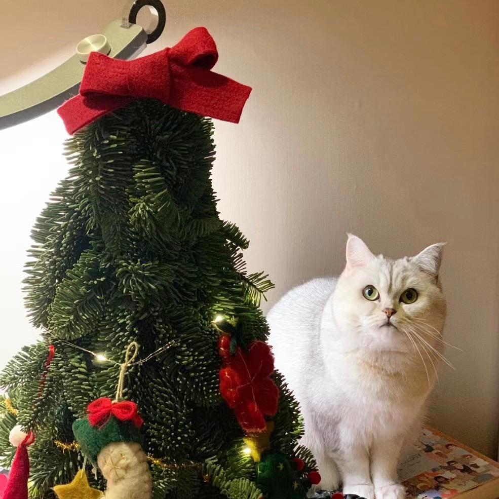 波妞🐱
