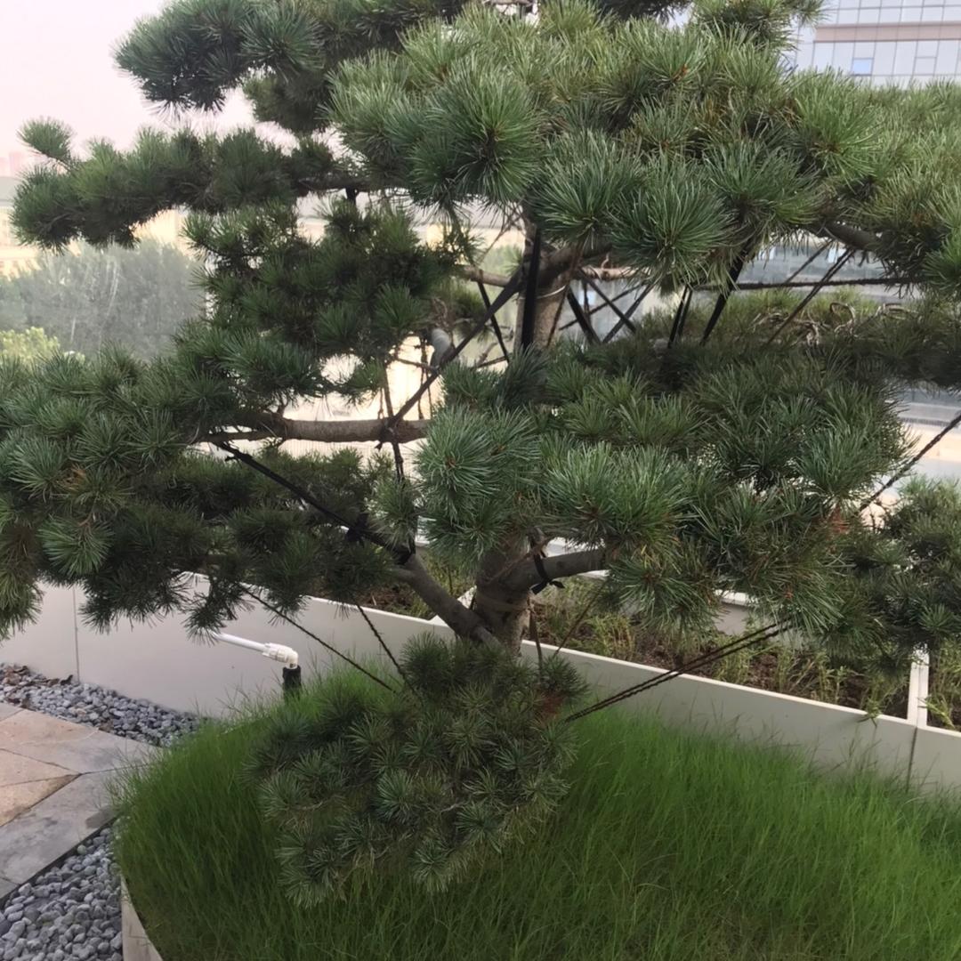 随缘