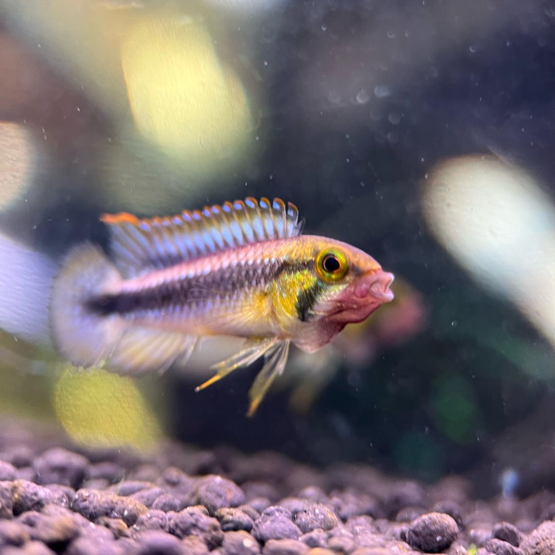 短鲷繁育研究中心