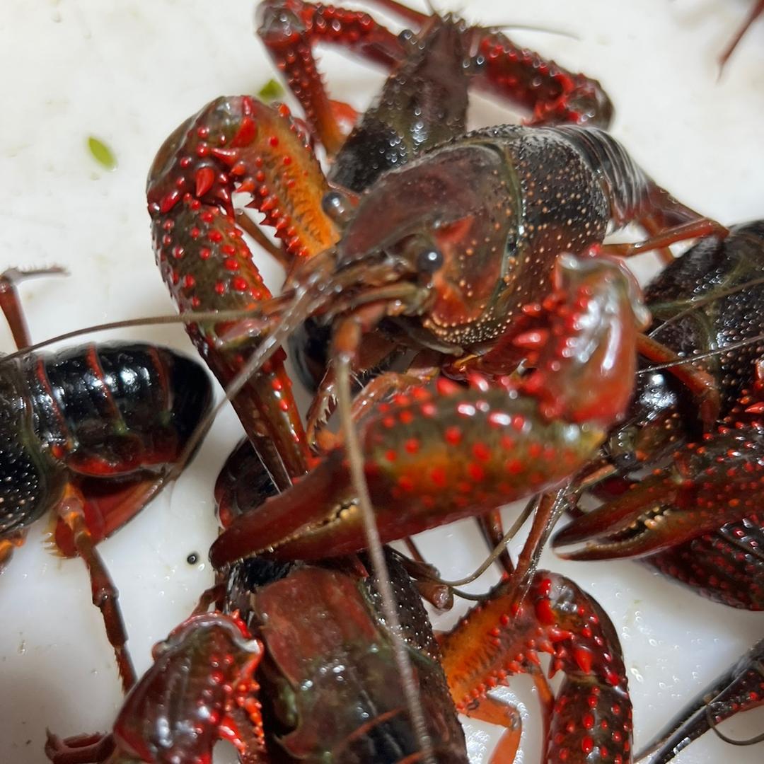 伽宝侠无沙田螺