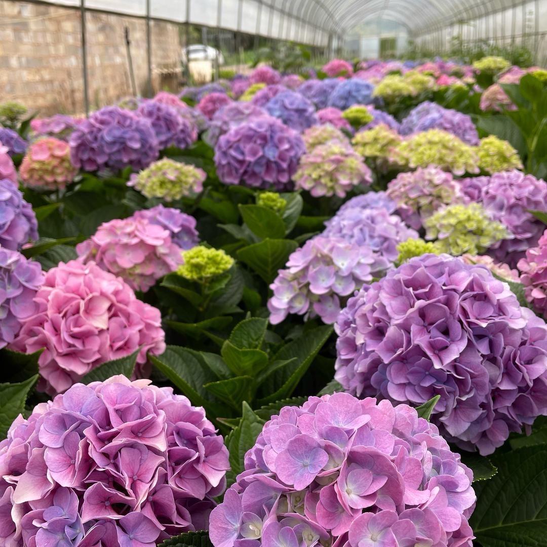 小老虎花卉2号店