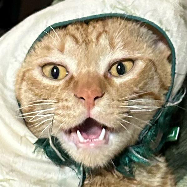 🐱虚男猛猫