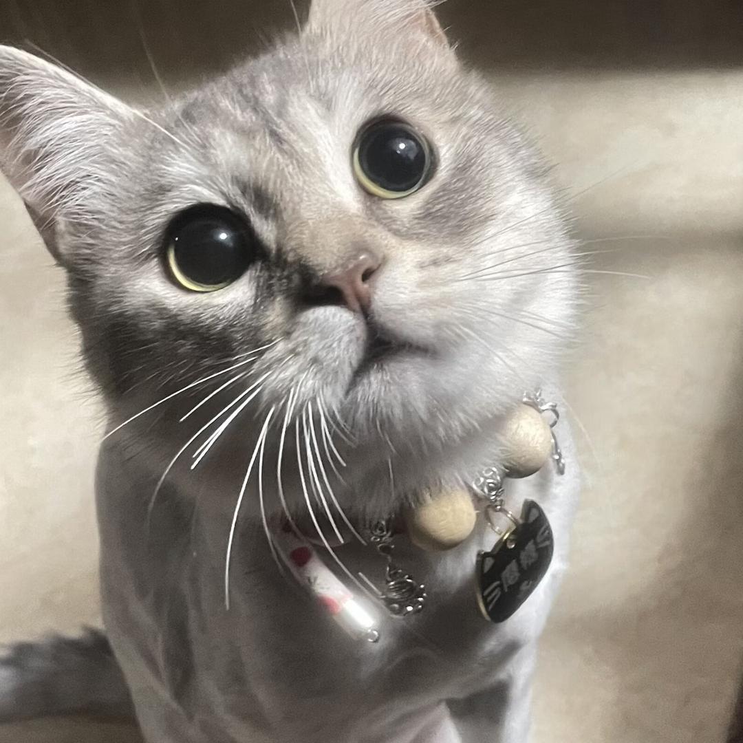 春日茶