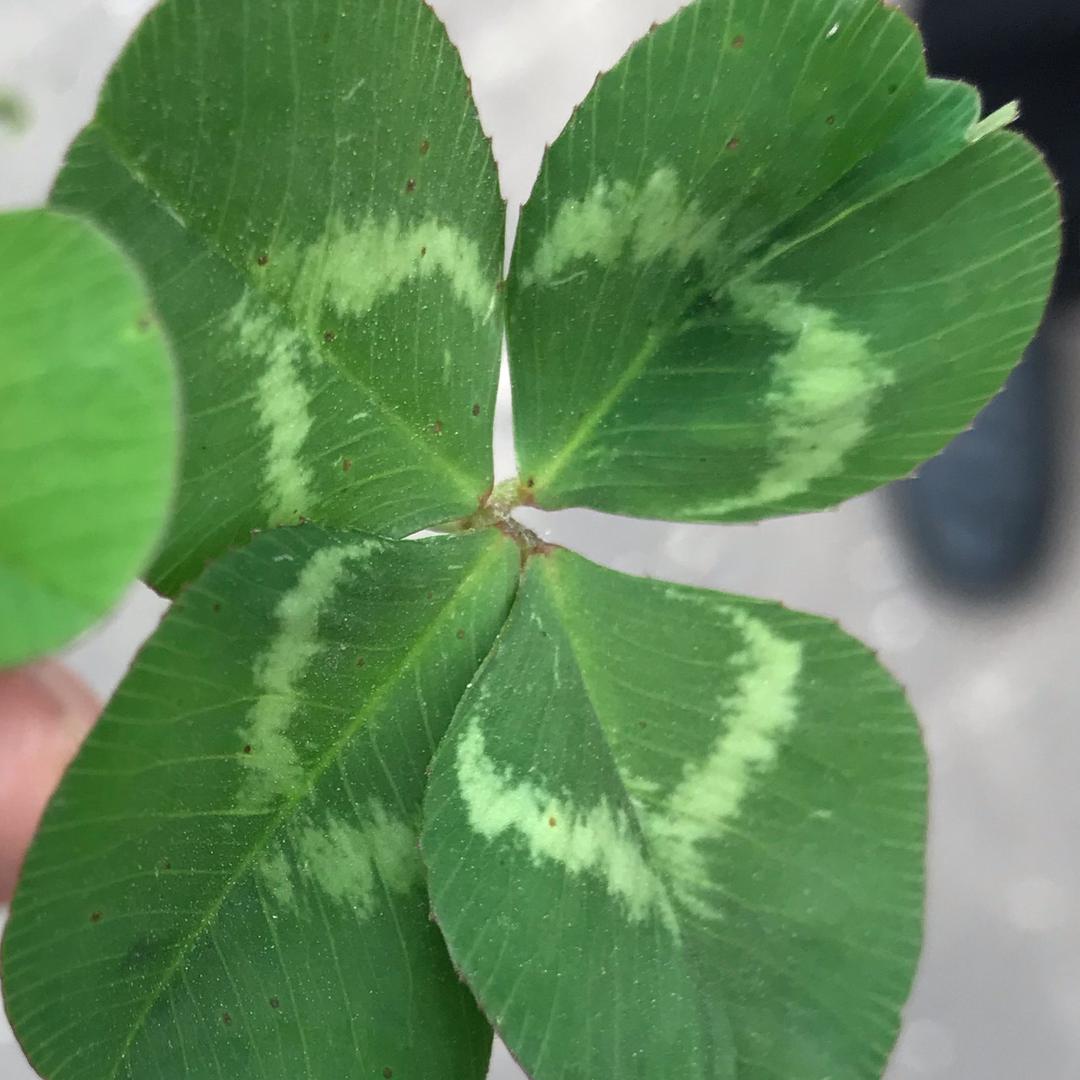 黑马王孑