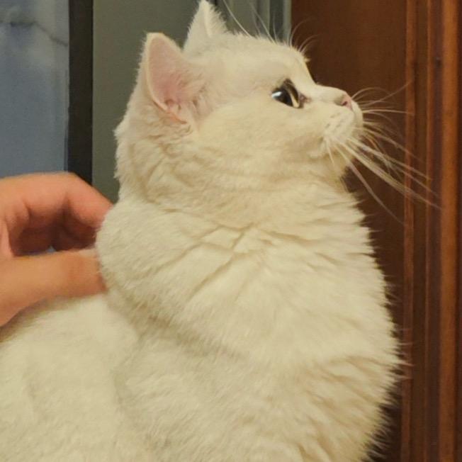 孤独的风中一匹狼